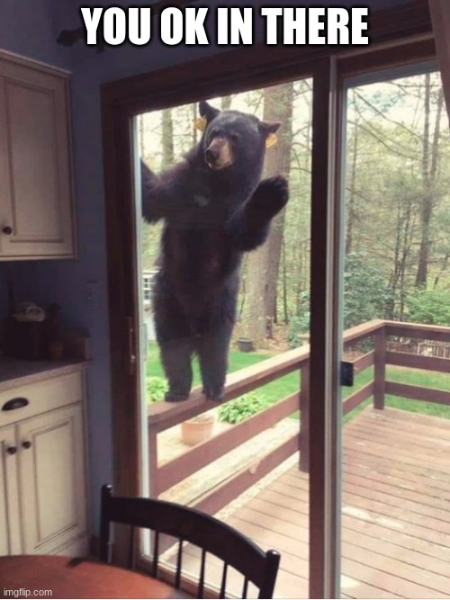 Wats up | YOU OK IN THERE | image tagged in bear looking in window | made w/ Imgflip meme maker