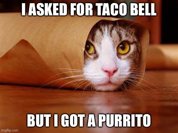 I ASKED FOR TACO BELL; BUT I GOT A PURRITO | image tagged in funny cat memes | made w/ Imgflip meme maker