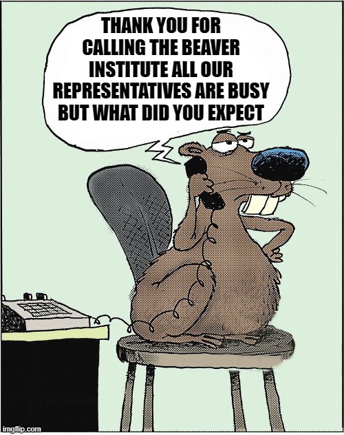 beaver institute | THANK YOU FOR CALLING THE BEAVER INSTITUTE ALL OUR REPRESENTATIVES ARE BUSY BUT WHAT DID YOU EXPECT | image tagged in beaver,joke | made w/ Imgflip meme maker
