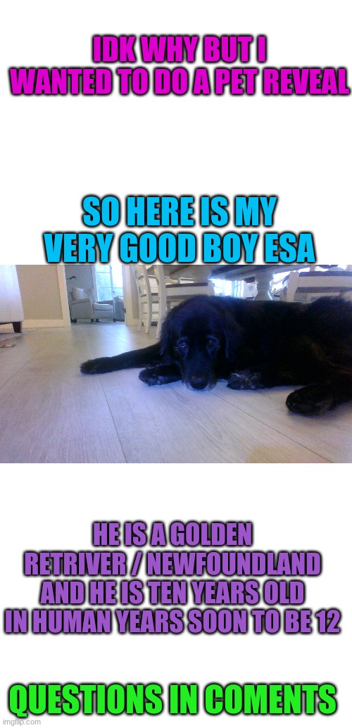 my amazing doggie reveal for no reason eccept for him being cute | IDK WHY BUT I WANTED TO DO A PET REVEAL; SO HERE IS MY VERY GOOD BOY ESA; HE IS A GOLDEN RETRIVER / NEWFOUNDLAND AND HE IS TEN YEARS OLD IN HUMAN YEARS SOON TO BE 12; QUESTIONS IN COMENTS | image tagged in cute | made w/ Imgflip meme maker