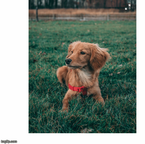 Dog Dog - Imgflip