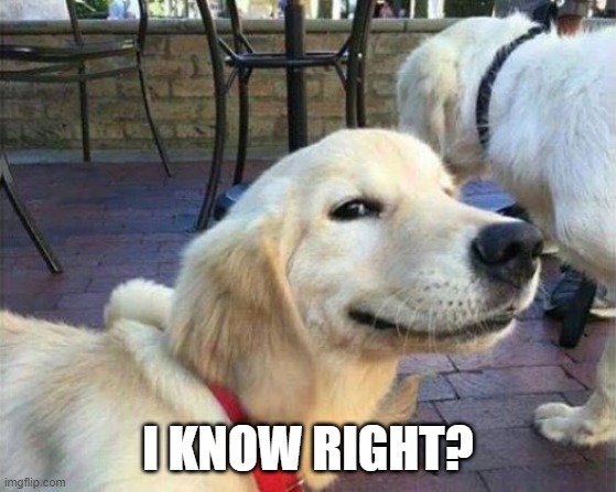 dog smiling | I KNOW RIGHT? | image tagged in dog smiling | made w/ Imgflip meme maker