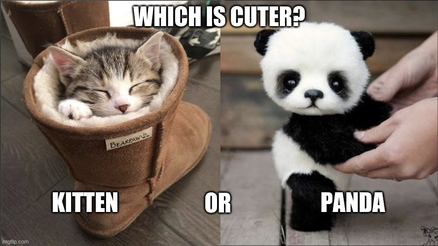 Kitten or panda? | WHICH IS CUTER? KITTEN; PANDA; OR | image tagged in cute animals | made w/ Imgflip meme maker
