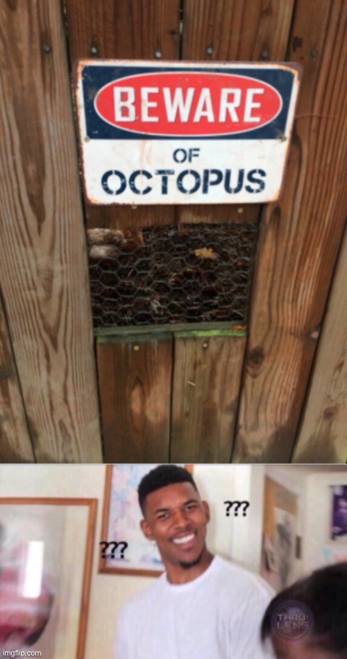 Ok... | image tagged in wait what,huh,octopus | made w/ Imgflip meme maker