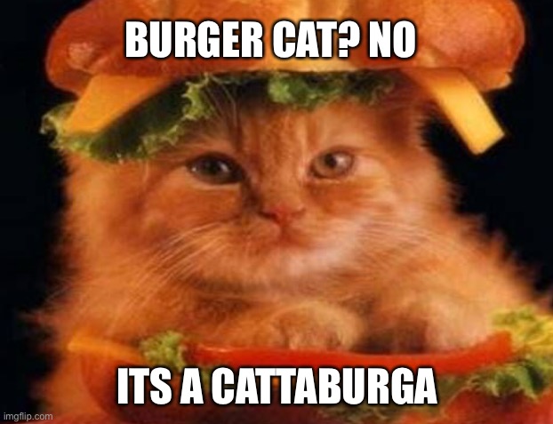 Here’s a CATTABURGA | BURGER CAT? NO; ITS A CATTABURGA | image tagged in cute,cat,burger,twowordsmashedtogether,jackalopianswhereuat | made w/ Imgflip meme maker