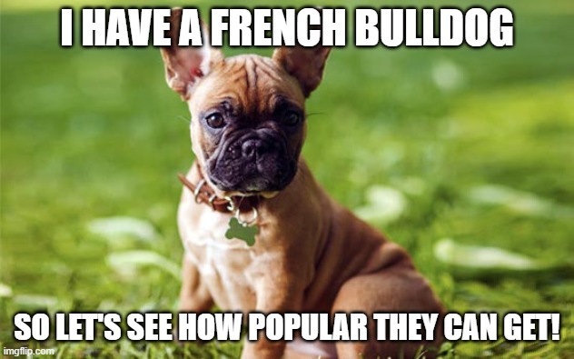 dogee | I HAVE A FRENCH BULLDOG; SO LET'S SEE HOW POPULAR THEY CAN GET! | image tagged in doge | made w/ Imgflip meme maker