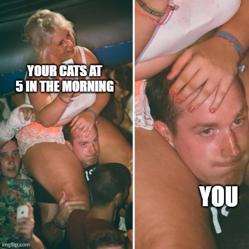 fat girl sitting on shoulders | YOUR CATS AT 5 IN THE MORNING; YOU | image tagged in fat girl sitting on shoulders,pro dog,cats are cool though,cats | made w/ Imgflip meme maker