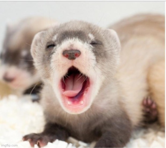 Ferret sleepy | image tagged in ferret sleepy | made w/ Imgflip meme maker