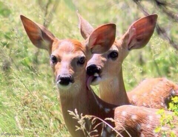 Deer licking neck | image tagged in deer licking neck | made w/ Imgflip meme maker
