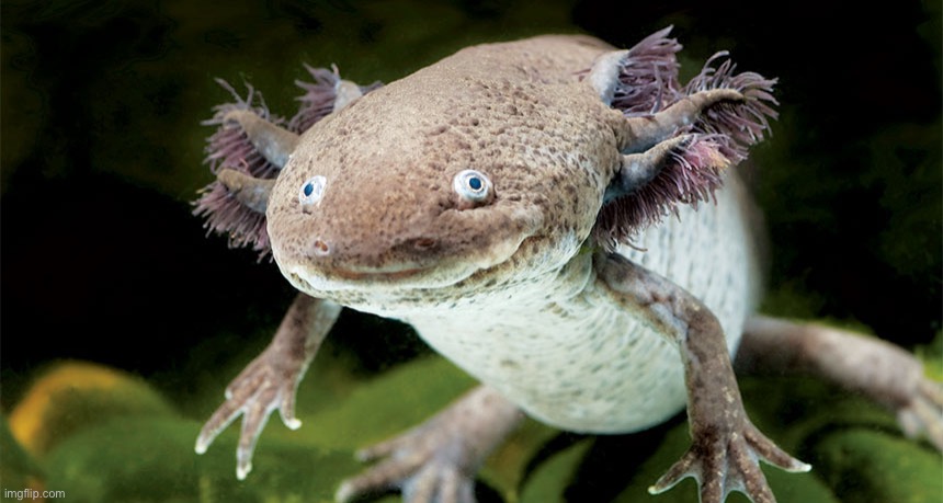 Salamander | image tagged in salamander | made w/ Imgflip meme maker