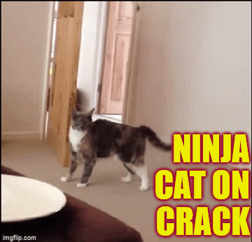 ninja cat gif