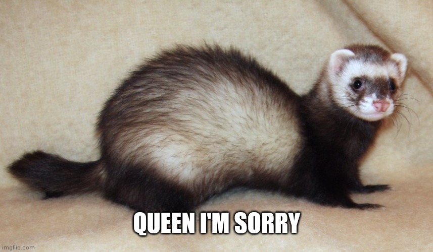 Unknown the Chaos Ferret | QUEEN I'M SORRY | image tagged in unknown the chaos ferret | made w/ Imgflip meme maker