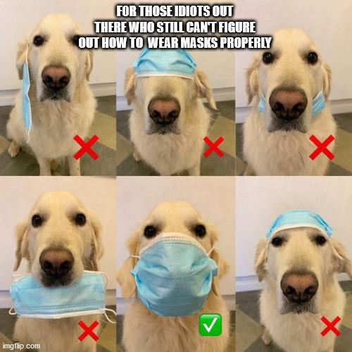 Dog Shows Idiot Humans How to Correctly Wear COVID Mask | FOR THOSE IDIOTS OUT THERE WHO STILL CAN'T FIGURE OUT HOW TO  WEAR MASKS PROPERLY | image tagged in dog,covid,mask,stupid people | made w/ Imgflip meme maker