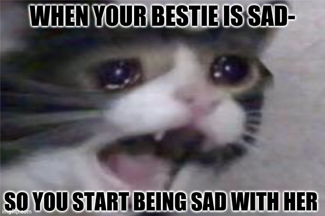 Dank Cats | WHEN YOUR BESTIE IS SAD-; SO YOU START BEING SAD WITH HER | image tagged in dank cat memes uvu | made w/ Imgflip meme maker