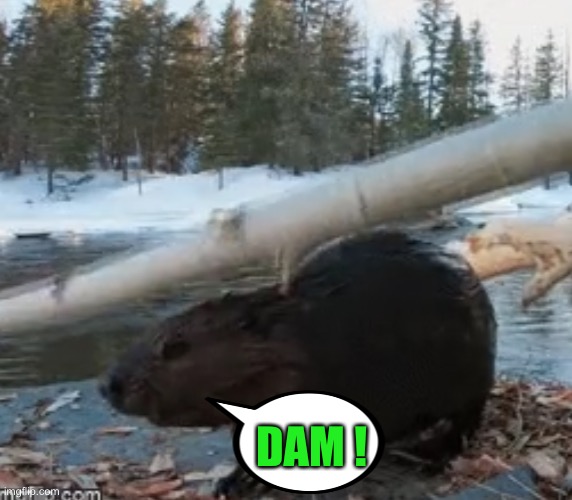 DAM ! | made w/ Imgflip meme maker