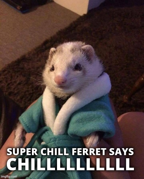 SUPER CHILL FERRET SAYS | image tagged in super chill ferret | made w/ Imgflip meme maker