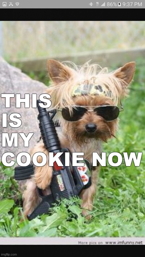 boy you crazy | THIS IS MY COOKIE NOW | image tagged in yorkie | made w/ Imgflip meme maker