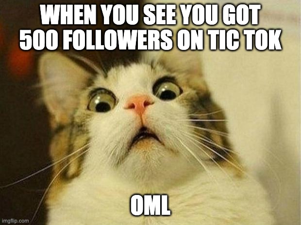 OML 500 followers | WHEN YOU SEE YOU GOT 500 FOLLOWERS ON TIC TOK; OML | image tagged in memes,scared cat | made w/ Imgflip meme maker