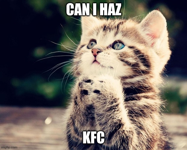 Kitten Can I Haz | CAN I HAZ KFC | image tagged in kitten can i haz | made w/ Imgflip meme maker