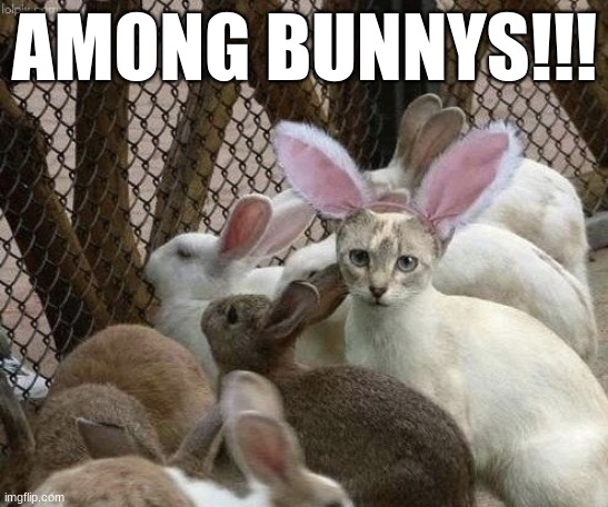 Make it Among someone else for a change | AMONG BUNNYS!!! | image tagged in cat bunny ears imposter | made w/ Imgflip meme maker