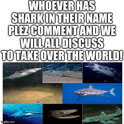 WHOEVER HAS SHARK IN THEIR NAME PLEZ COMMENT AND WE WILL ALL DISCUSS TO TAKE OVER THE WORLD! | image tagged in sharks | made w/ Imgflip meme maker