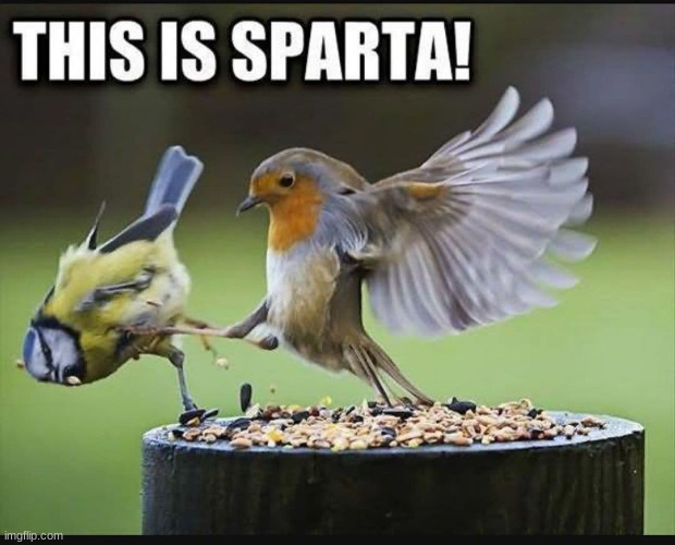 SPARTAAA!! | image tagged in angry birds,this is sparta,sparta leonidas,funny,animals | made w/ Imgflip meme maker