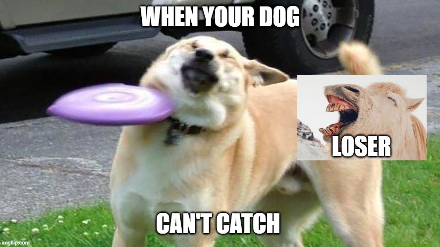dog is loser | WHEN YOUR DOG; LOSER; CAN'T CATCH | image tagged in dogs | made w/ Imgflip meme maker