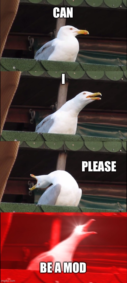Inhaling Seagull |  CAN; I; PLEASE; BE A MOD | image tagged in memes,inhaling seagull | made w/ Imgflip meme maker