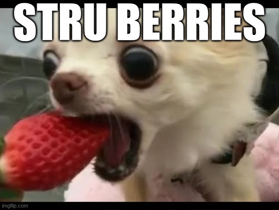 YUUUUUUUUUUUM | STRU BERRIES | image tagged in dog eats strawberry | made w/ Imgflip meme maker