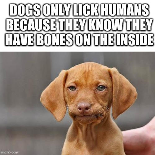True | DOGS ONLY LICK HUMANS BECAUSE THEY KNOW THEY HAVE BONES ON THE INSIDE | image tagged in lick | made w/ Imgflip meme maker