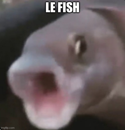 FISH POG | LE FISH | image tagged in poggers fish | made w/ Imgflip meme maker