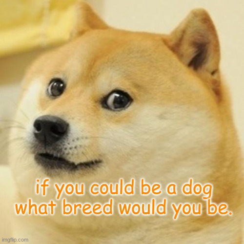 hmm | if you could be a dog what breed would you be. | image tagged in memes,doge | made w/ Imgflip meme maker