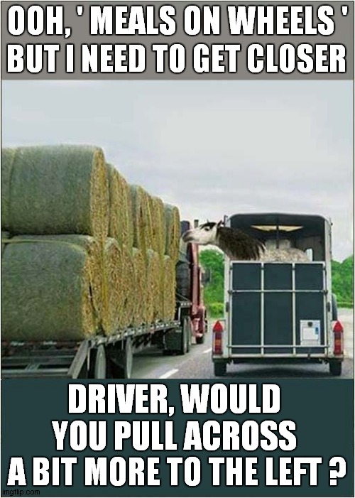 Horsie Temptation | OOH, ' MEALS ON WHEELS '; BUT I NEED TO GET CLOSER; DRIVER, WOULD YOU PULL ACROSS; A BIT MORE TO THE LEFT ? | image tagged in horses,feed,driving | made w/ Imgflip meme maker