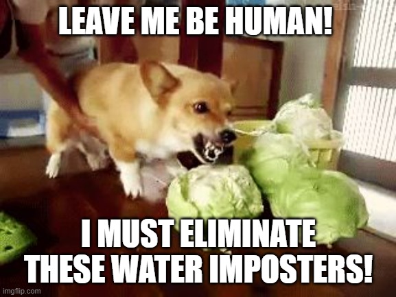 Doge destroying food | LEAVE ME BE HUMAN! I MUST ELIMINATE THESE WATER IMPOSTERS! | image tagged in doge destroying food | made w/ Imgflip meme maker
