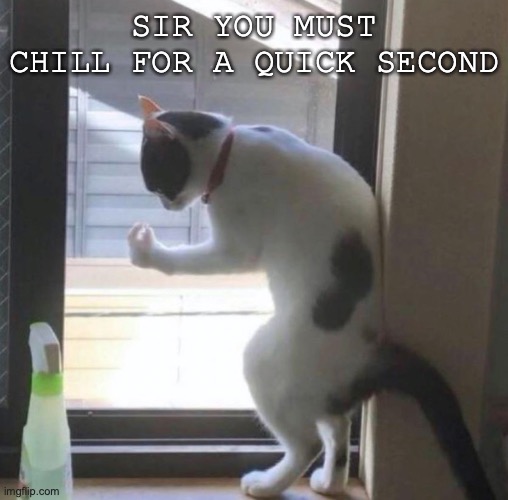 Calming Italian Cat |  SIR YOU MUST CHILL FOR A QUICK SECOND | image tagged in cats,cat,chill | made w/ Imgflip meme maker