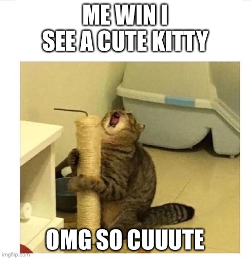 SCREAMING CAT LOVES POST | ME WIN I SEE A CUTE KITTY; OMG SO CUUUTE | image tagged in screaming cat loves post,cat yelling | made w/ Imgflip meme maker