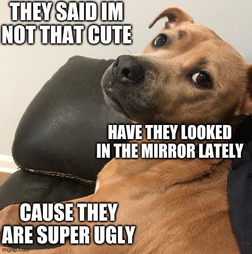 listen to the dog | THEY SAID IM NOT THAT CUTE; HAVE THEY LOOKED IN THE MIRROR LATELY; CAUSE THEY ARE SUPER UGLY | image tagged in expressive dog | made w/ Imgflip meme maker