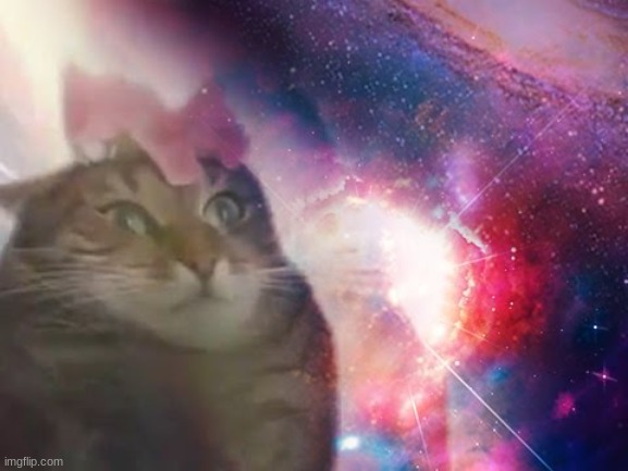 the prophecy is true cat | image tagged in the prophecy is true cat | made w/ Imgflip meme maker