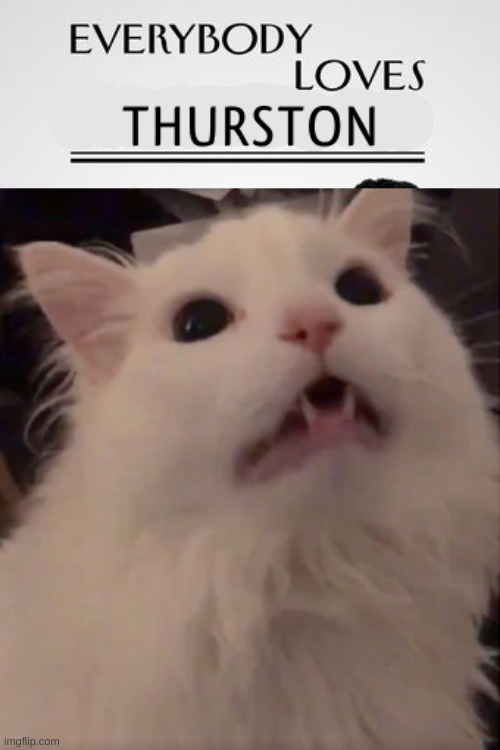 I love thurston | image tagged in thurston,cat | made w/ Imgflip meme maker