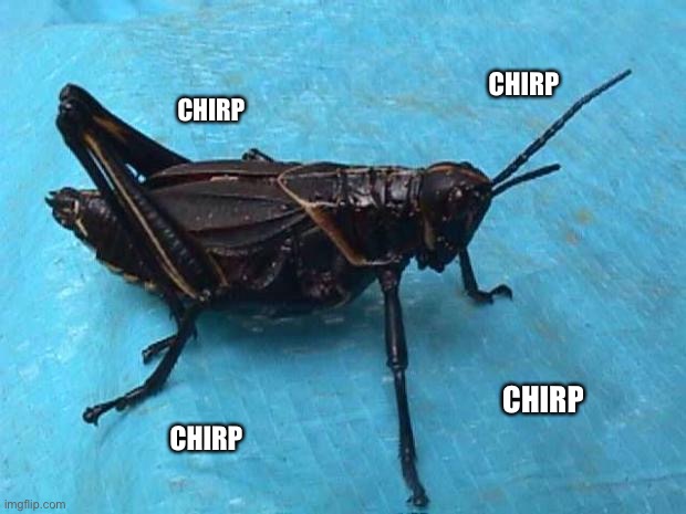 Cricket  | CHIRP CHIRP CHIRP CHIRP | image tagged in cricket | made w/ Imgflip meme maker