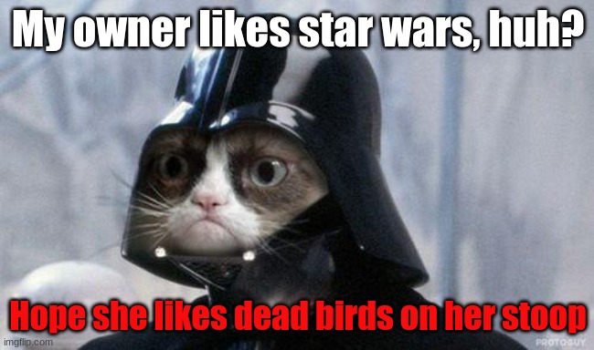 Grumpy Cat Star Wars | My owner likes star wars, huh? Hope she likes dead birds on her stoop | image tagged in memes,grumpy cat star wars,grumpy cat | made w/ Imgflip meme maker