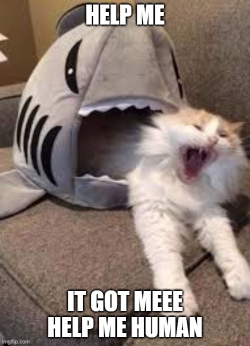 help me | HELP ME; IT GOT MEEE HELP ME HUMAN | image tagged in shark biteing cat | made w/ Imgflip meme maker