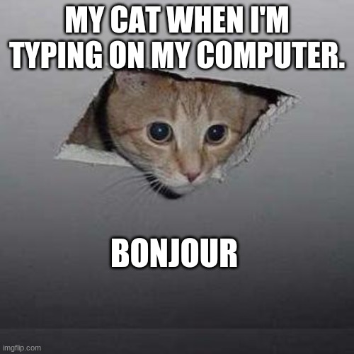 bonjour 2 | MY CAT WHEN I'M TYPING ON MY COMPUTER. BONJOUR | image tagged in memes,ceiling cat | made w/ Imgflip meme maker