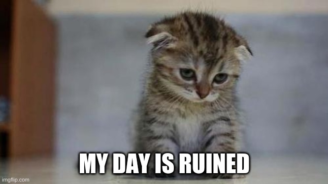 Sad kitten | MY DAY IS RUINED | image tagged in sad kitten | made w/ Imgflip meme maker