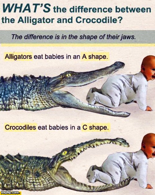 now we know the difference | image tagged in crocodile | made w/ Imgflip meme maker