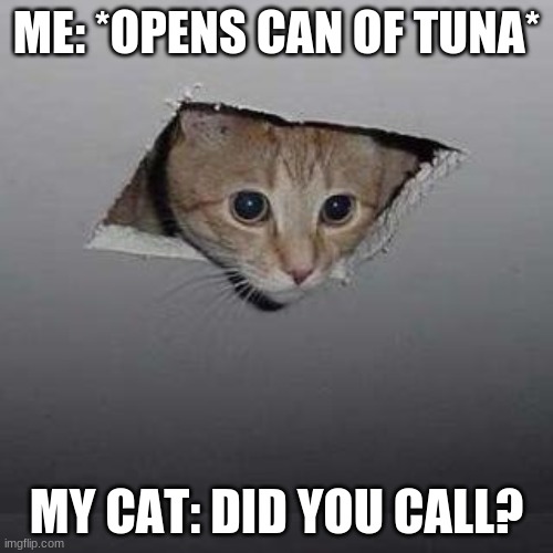 Ceiling Cat | ME: *OPENS CAN OF TUNA*; MY CAT: DID YOU CALL? | image tagged in memes,ceiling cat | made w/ Imgflip meme maker