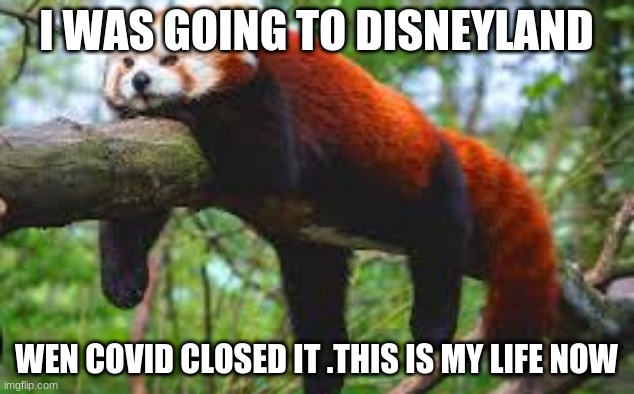 I WAS GOING TO DISNEYLAND; WEN COVID CLOSED IT .THIS IS MY LIFE NOW | image tagged in funny memes | made w/ Imgflip meme maker