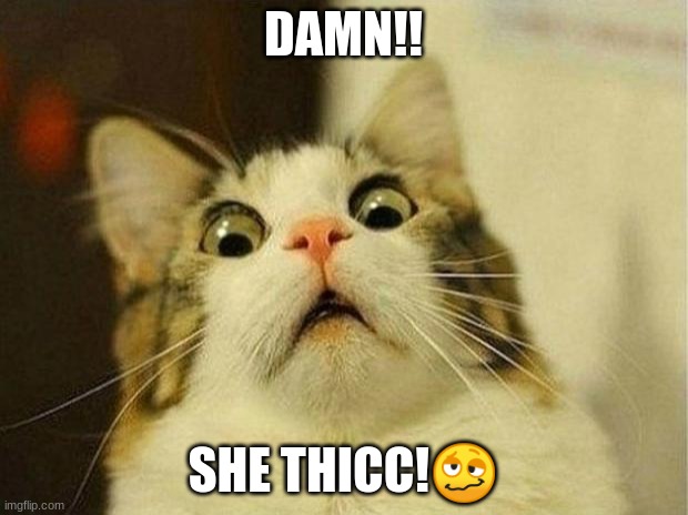 funny cat XD | DAMN!! SHE THICC!🥴 | image tagged in memes,scared cat | made w/ Imgflip meme maker