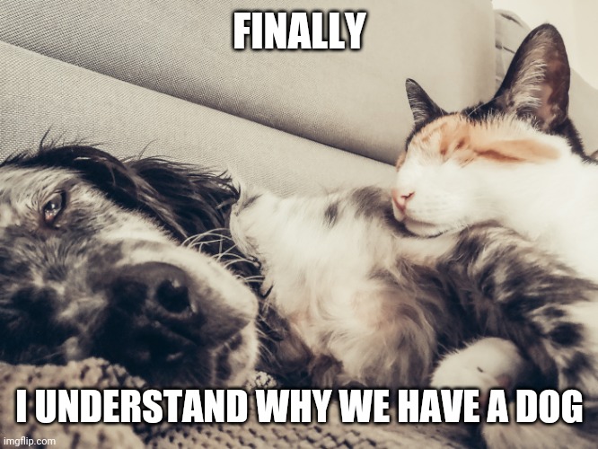 Finally... I understand why we have a dog | FINALLY; I UNDERSTAND WHY WE HAVE A DOG | image tagged in cats,dogs,cats and dogs,cats and dogs living together | made w/ Imgflip meme maker