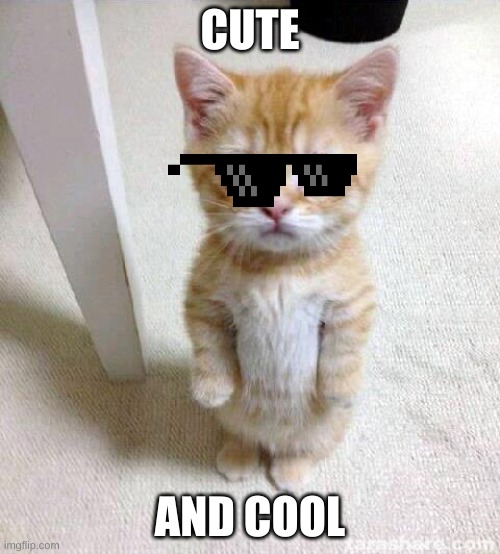 Cute Cat | CUTE; AND COOL | image tagged in memes,cute cat | made w/ Imgflip meme maker